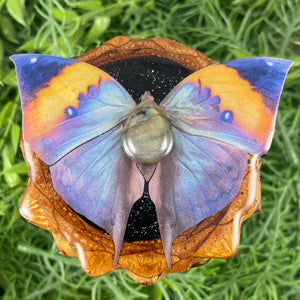 Butterfly - Aura Pinecones