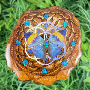 Butterfly - Aura Pinecones