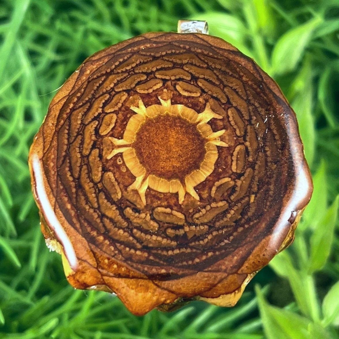 Natural - Aura Pinecones